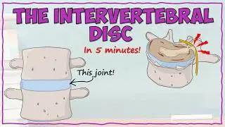 Intervertebral Disc Anatomy