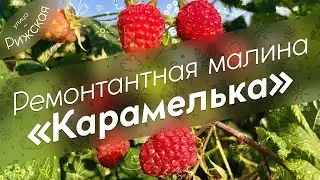 Ремонтантная малина «Карамелька» 🌿 Самые сладкие ягоды