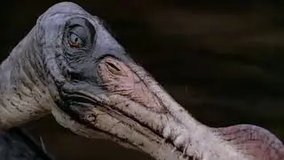 Iguanodon herd from BBC walking with dinosaurs