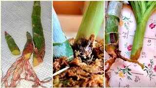 How to save Catasetum orchids or how to help an ORCHID, if possible.