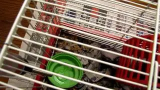 Smart Hamster or not