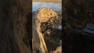 добыл двух шилохвостых.