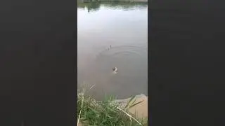 Сазан на поплавочную удочку 