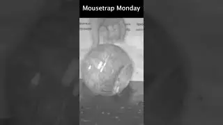 The Pest to Pet Mouse Trap.