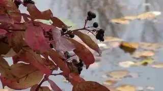 Польша. Вилянув. Прогулка.