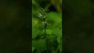 #naturelover #flowers🌸 #black #ant #naturalbeauty #natural #instareels #nofilter