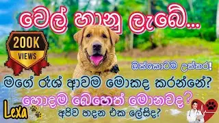 උබලගෙ වෙලත් හාල ඕනද?😏❤️| අපිව හදන එක හිතන තරම් ලේසි නෑ! Lexa🐾💗