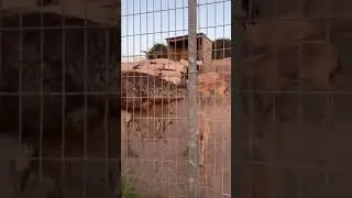 Жадность, не позволит сидеть на двух стульях одновременно))