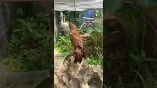 HỌA MI THẢ PHÓNG