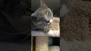 Жирная синяя гусеница.