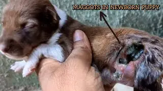 Watch This Puppy's Life Get Completely Transformed I...  |  Dog rescue videos transformation