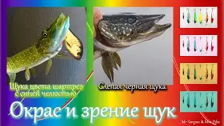 Окрас и зрение щук. Щука цвета шартрез с синей челюстью. Черная слепая щука.