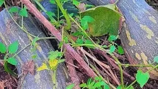 Tarde abençoada no sítio paraíso mostrando as abóboras maduras