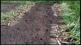 когда и как убрать чеснок/мой урожай чеснока 2023