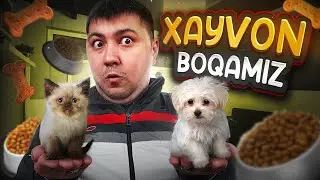 PETS HOTEL / XAYVON BOQAMIZ #1 / UZBEKCHA LETSPLAY