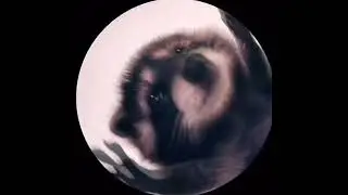 Raccoon dancing #meme #мем