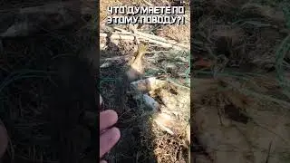 НЕ ДЛЯ СЛАБОНЕРВНЫХ!!! Что делать с этим УЖАСОМ? #shorts
