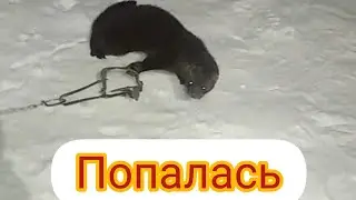 Ловили крысу , а поймали норку . конечно отпустили. 