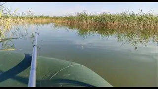 Карась с лодки. Рыба не крупная, но удочка в дугу)