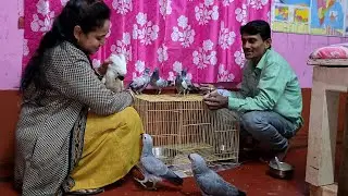 New Baby Parrots Came To Our New Farm.