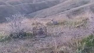 охота на Кеклик кабг курапатка