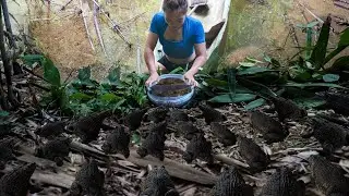 How To Make Giant Frog Trap In The Rainforest, Beautiful Girl Caught Huge Group Of Frogs.