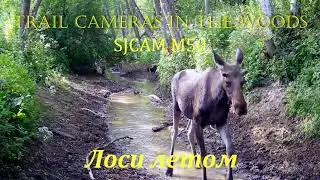 Лоси летом (Фотоловушка SJCAM M50)