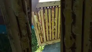 Отъем мёда магазинами. 