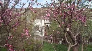 Prune your peach tree short and late, and you'll have a harvest.