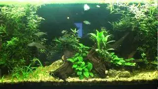 Explaining the Walstad Method: The Plants, Part 2: Ammonia and Nitrites