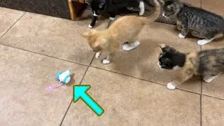 PETLIBRO Pixie Obstacle Detecting Robotic Mouse for Cats 🐈 Gadgetify