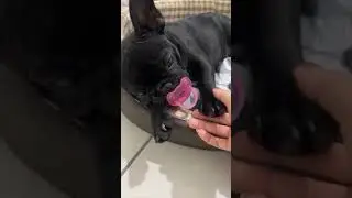 Puppy needs his pacifier before sleep! #shorts #dogs #puppy