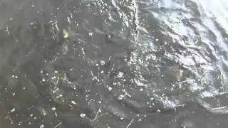 Столько рыбы я еще не видел ...