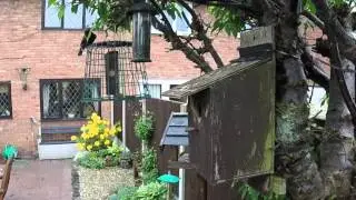 Great Tit Nest Box & Feeding Log
