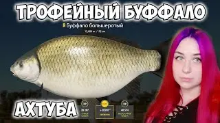 Трофейный Буффало большеротый на р. Ахтуба Russian Fishing 4 Русская рыбалка 4  RF4 РР4