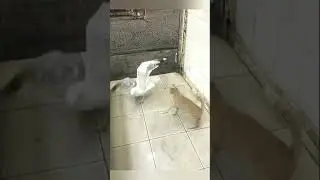 Кот и наглая чайка