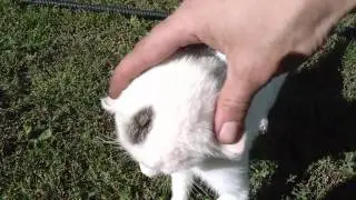 Как надо любить кота. Васян котяра, дружище.