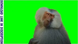 Baboons Green screen animation | Monkey green screen animation @GreenStockGallery