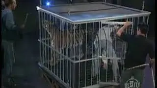 Girl into a tiger magic's biggest secrets finally revealed