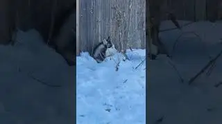 Appa the Husky is living his best life with a snowy mountain view