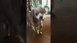 My dog eating something sticky lol #cutedog #dog #cute
