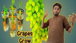 reaction video best How to grow Grapes