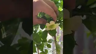 China doll is blooming #chinadollppant #gardeningtips #sunlight #plantcaretips