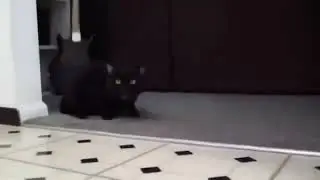 Кот поет женским голосом
