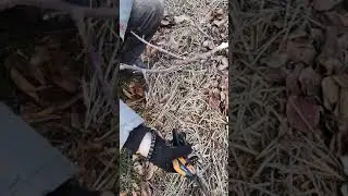 Обрезка яблони по типу Веретено в период полного плодоношения