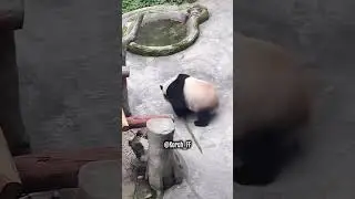 Pandas buckling