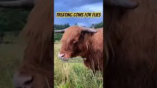 Darting cows for flies! #shorts #farm #cattle #highland #veterinary