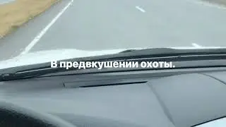 Осенняя Охота на барсука.