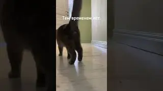 А вообще он у нас очень воспитанный котик #cat #котейка #кот #котики #котэ #тренды2024
