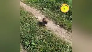 Теперь у нас ещё одна девочка!